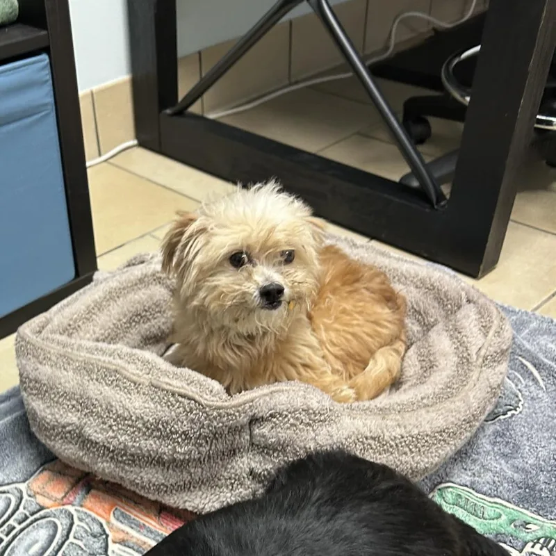 A senior small-sized male White / Cream Maltese dog named Oso for adoption in Seminole, FL