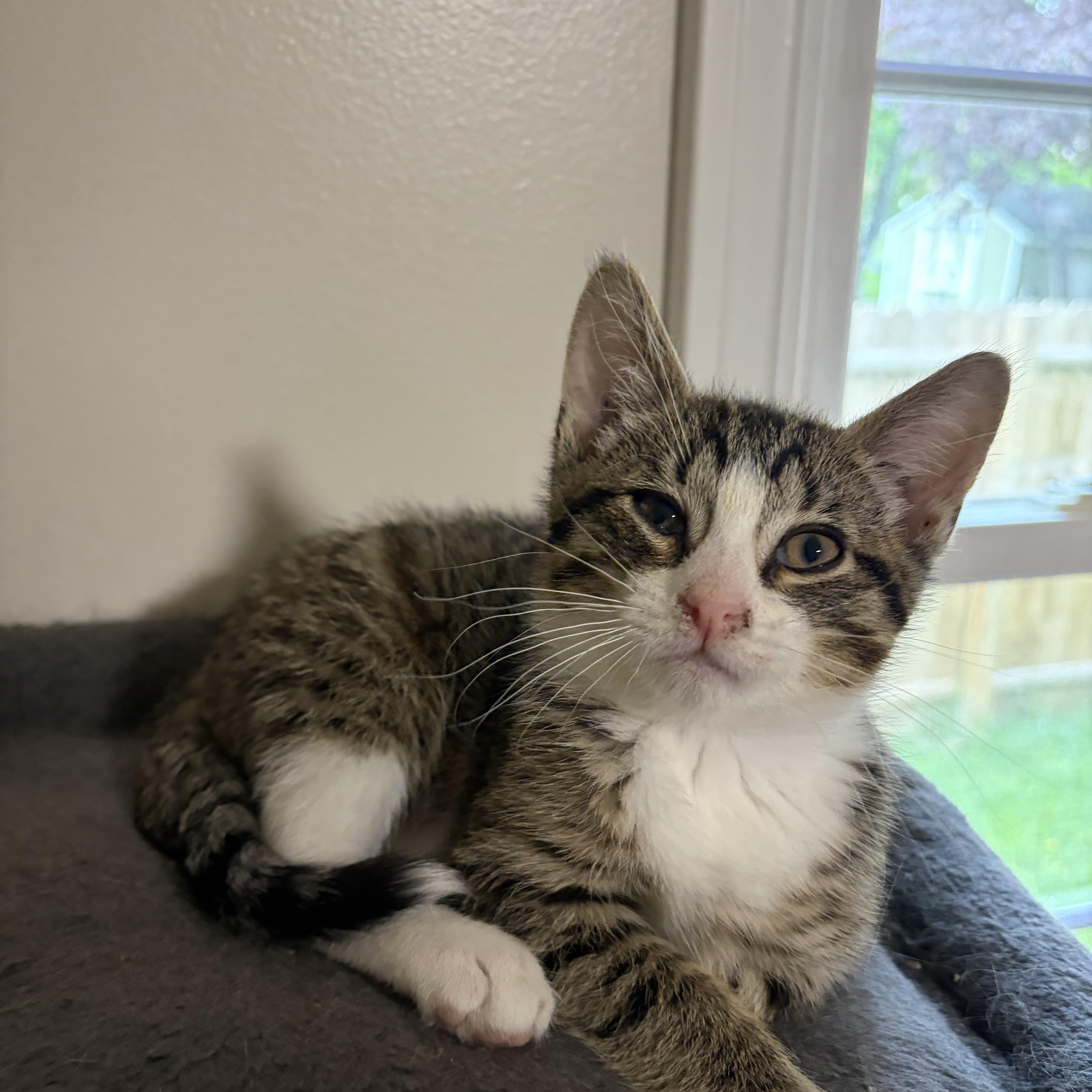 A baby medium-sized male Tabby (Tiger Striped) Domestic Short Hair cat named Mahi for adoption in Victor, NY