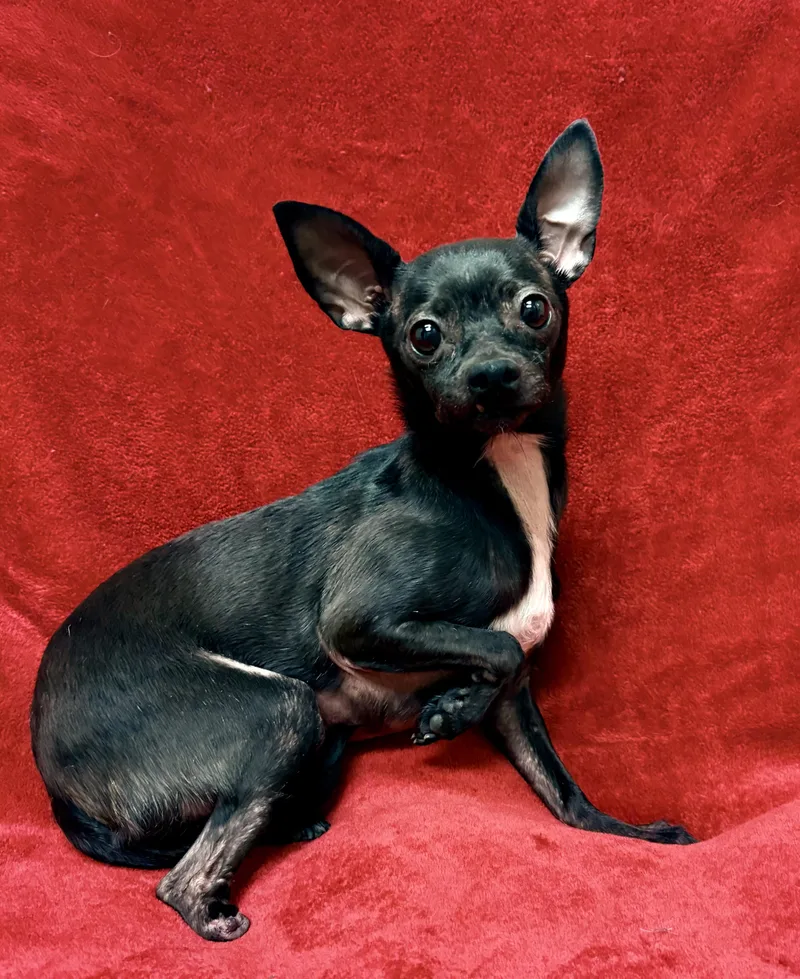 An adult small-sized female Black Chihuahua dog named Lydia for adoption in Little Elm, TX