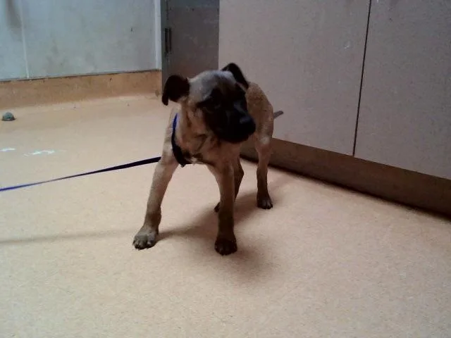 A baby small-sized male Pit Bull Terrier dog named Rugrat for adoption in Martinez, CA