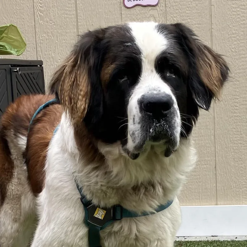 An adult large-sized female Saint Bernard dog named Ginny for adoption in Binghamton, NY