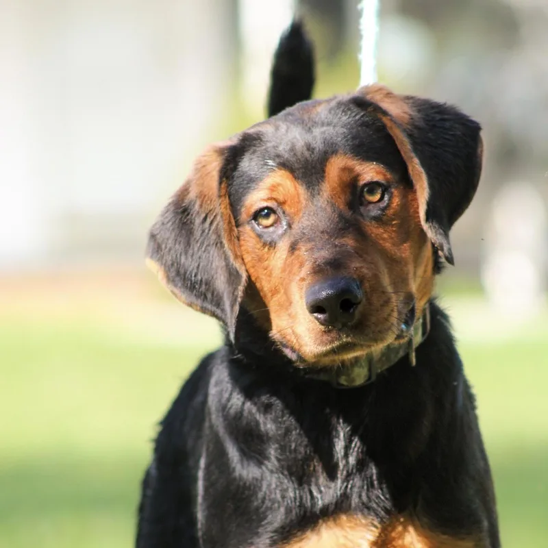 A young medium-sized male Black Mixed Breed dog named Larry Lobster for adoption in Columbia, SC