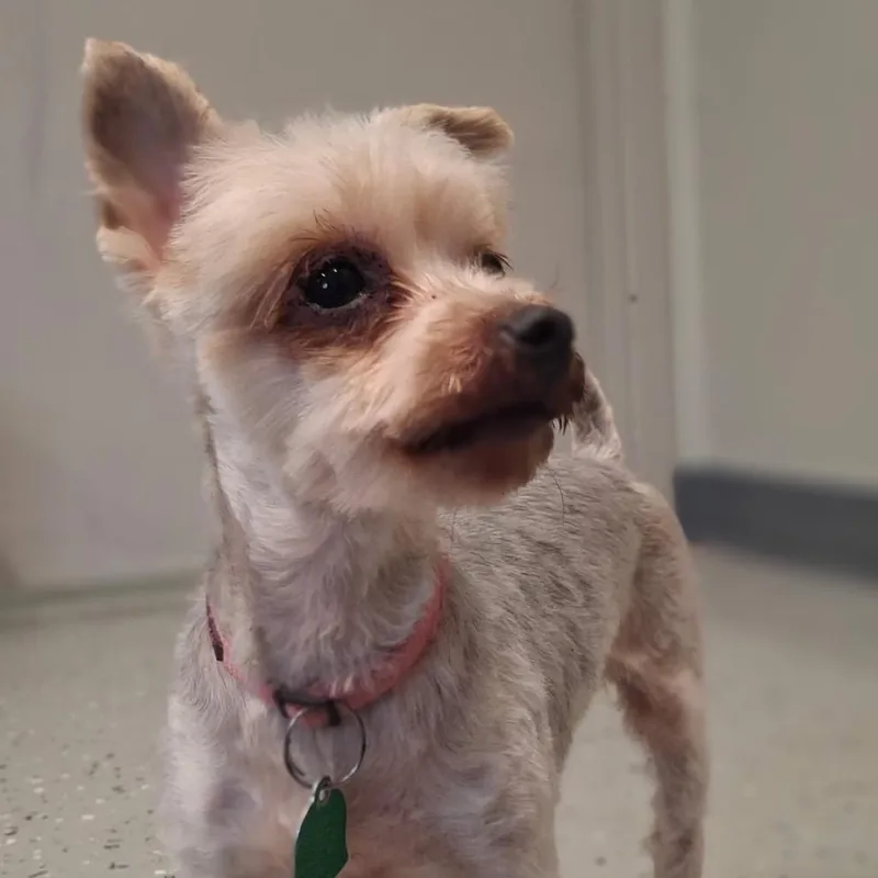An adult small-sized female Gray / Blue / Silver Yorkshire Terrier dog named Rain for adoption in Waldorf, MD