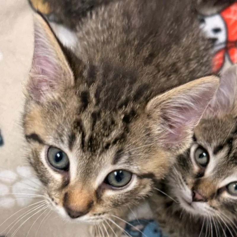 A baby small-sized male Brown / Chocolate Domestic Short Hair cat named Avery for adoption in Evansville, IN
