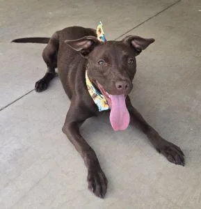 A young medium-sized female Terrier dog named Ellie for adoption in Bucyrus, OH