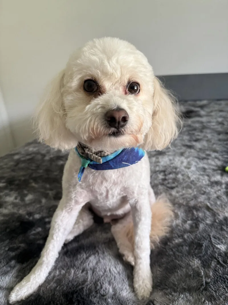 An adult small-sized male Poodle dog named Ranger for adoption in McKinney, TX