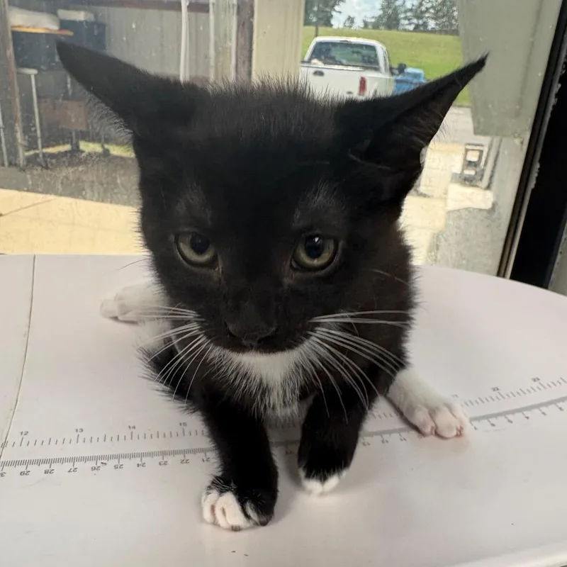 A baby small-sized female Domestic Short Hair cat named Makeenah for adoption in Columbiana, AL