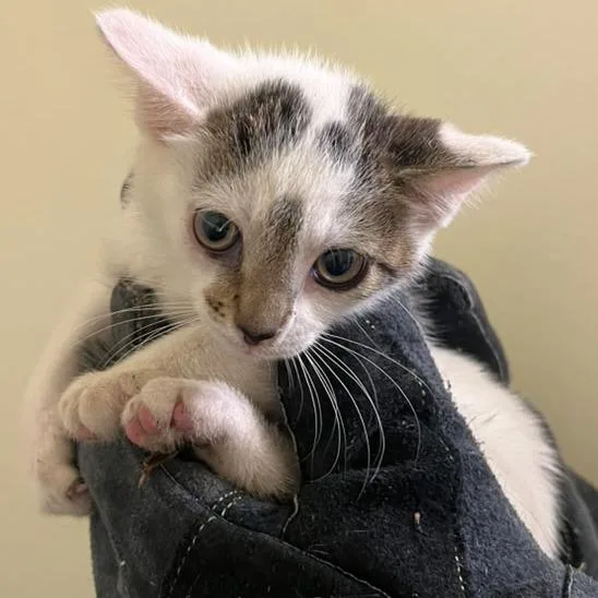 A baby small-sized male White Domestic Short Hair cat named Bruce Jr. for adoption in Winchester, VA