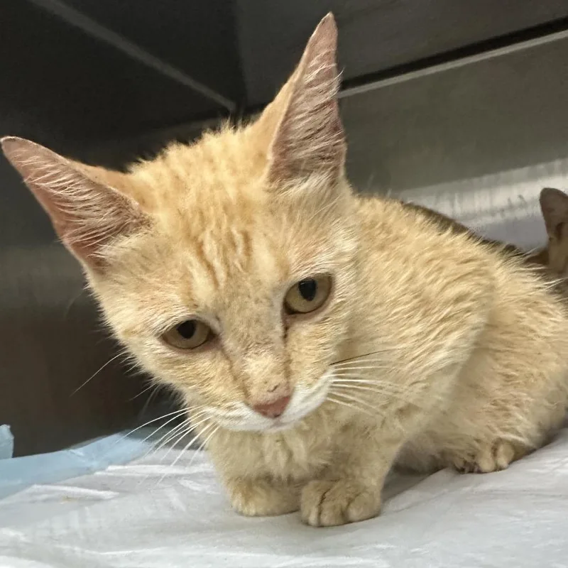 An adult small-sized female Domestic Short Hair cat named Kelsi for adoption in Corbin, KY