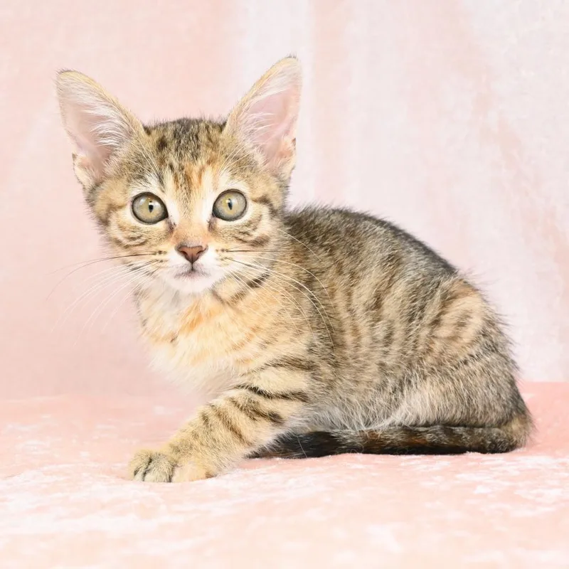 A baby small-sized female Brown / Chocolate Domestic Short Hair cat named Virgo for adoption in Mobile, AL