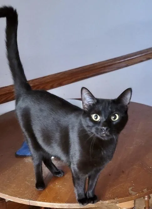 An adult medium-sized female Black American Shorthair cat named Midnight for adoption in Carrollton, VA