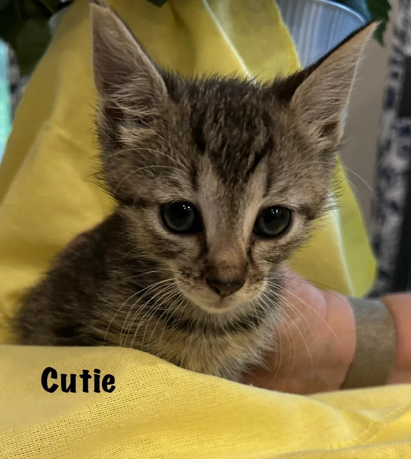 Cutie thumbnail 2