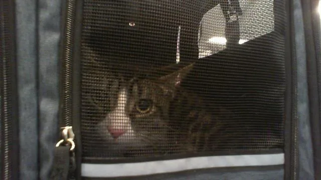 An adult medium-sized male Domestic Short Hair cat named Nico for adoption in Charlotte, NC