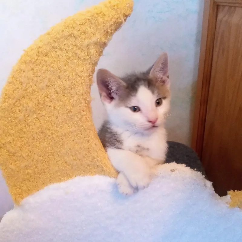 A baby small-sized male Gray / Blue / Silver Domestic Short Hair cat named Jay for adoption in Waukesha, WI
