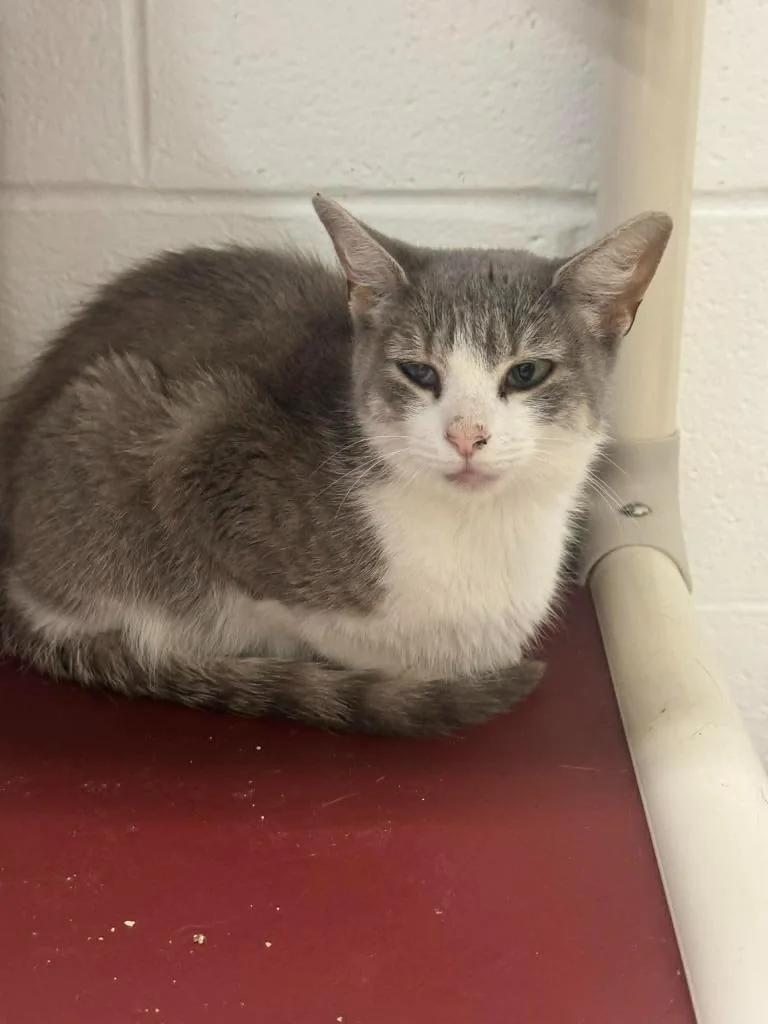 A baby medium-sized female Domestic Short Hair cat named Sally for adoption in Marion, OH