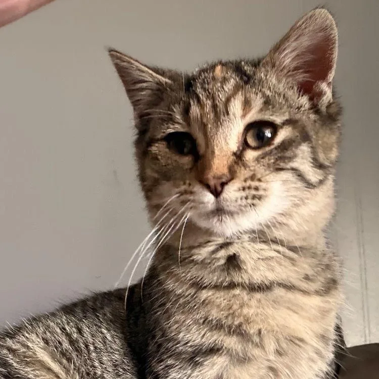 A baby medium-sized female Tabby cat named Ashley for adoption in Midland, MI