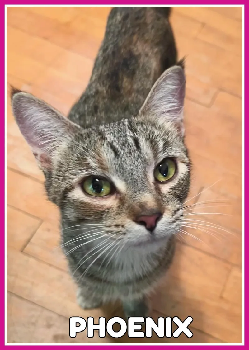 A young medium-sized female Tabby (Gray / Blue / Silver) Domestic Short Hair cat named Phoenix for adoption in Valley City, ND