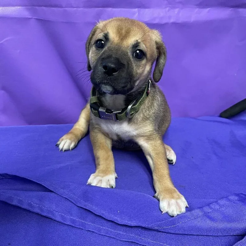 A baby small-sized female Yellow / Tan / Blond / Fawn Mixed Breed dog named Orrisa for adoption in North Myrtle Beach, SC