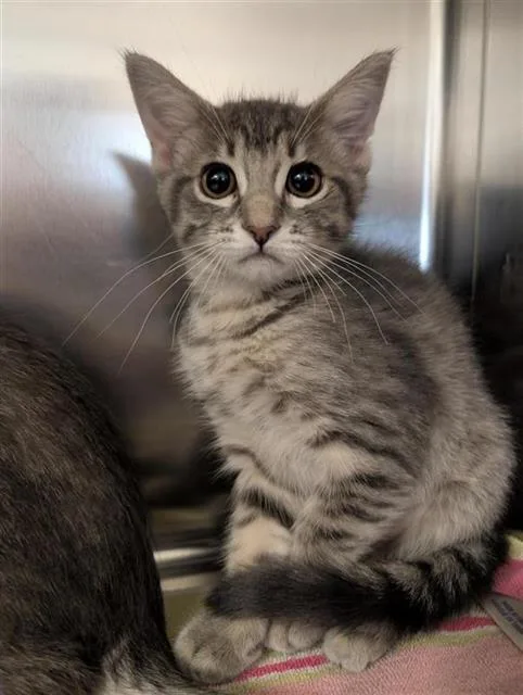 A baby small-sized male Domestic Short Hair cat named Conner for adoption in Sacramento, CA