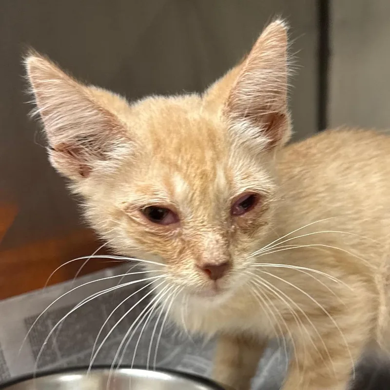 A baby small-sized male Cream / Ivory Domestic Short Hair cat named James for adoption in Jacksonville, AR