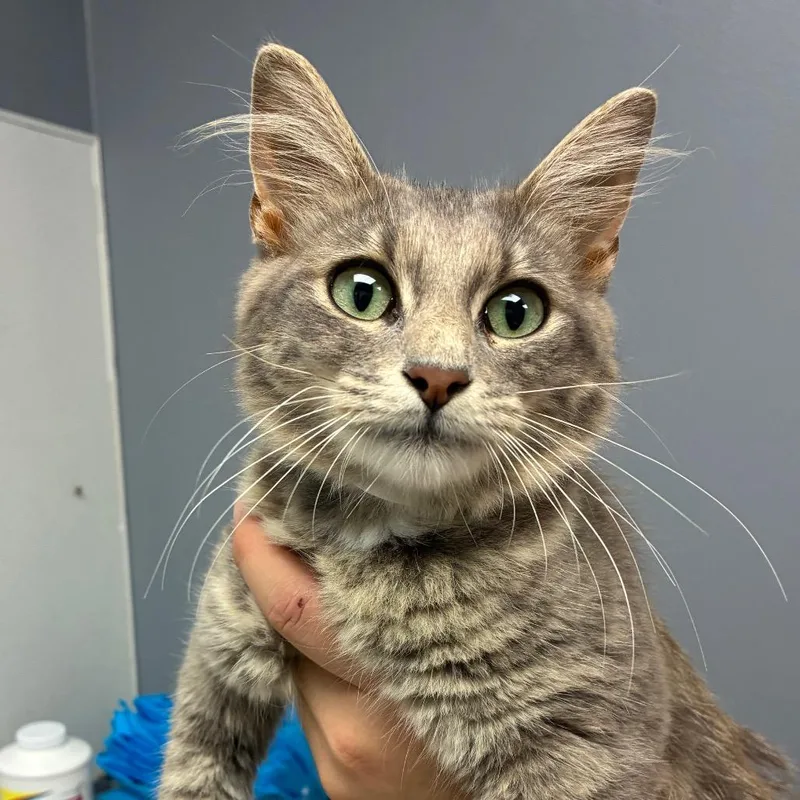 A young medium-sized female Domestic Medium Hair cat named Storm for adoption in Birmingham, AL