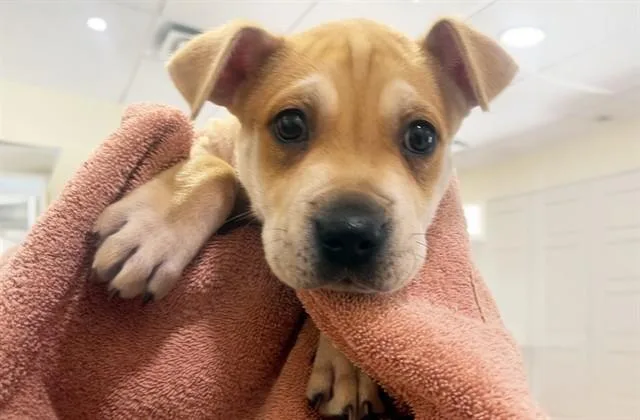 A baby medium-sized female American Staffordshire Terrier dog named Malibu for adoption in Fort Lauderdale, FL