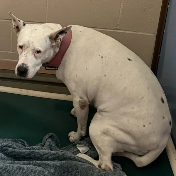 An adult large-sized female Pit Bull Terrier dog named Thyme for adoption in San Diego, CA