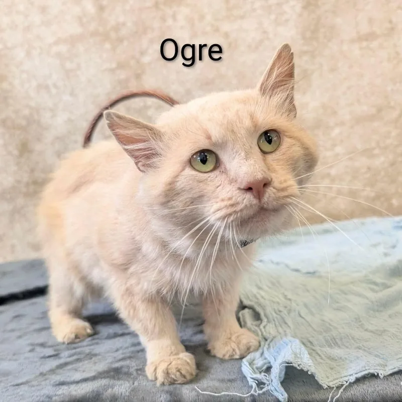 Ogre