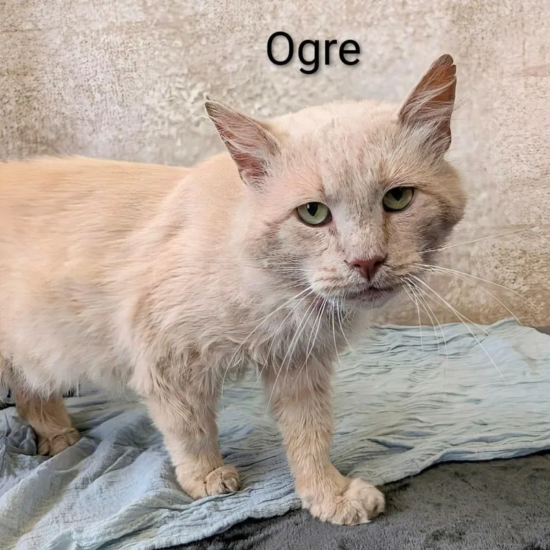 Ogre thumbnail 2