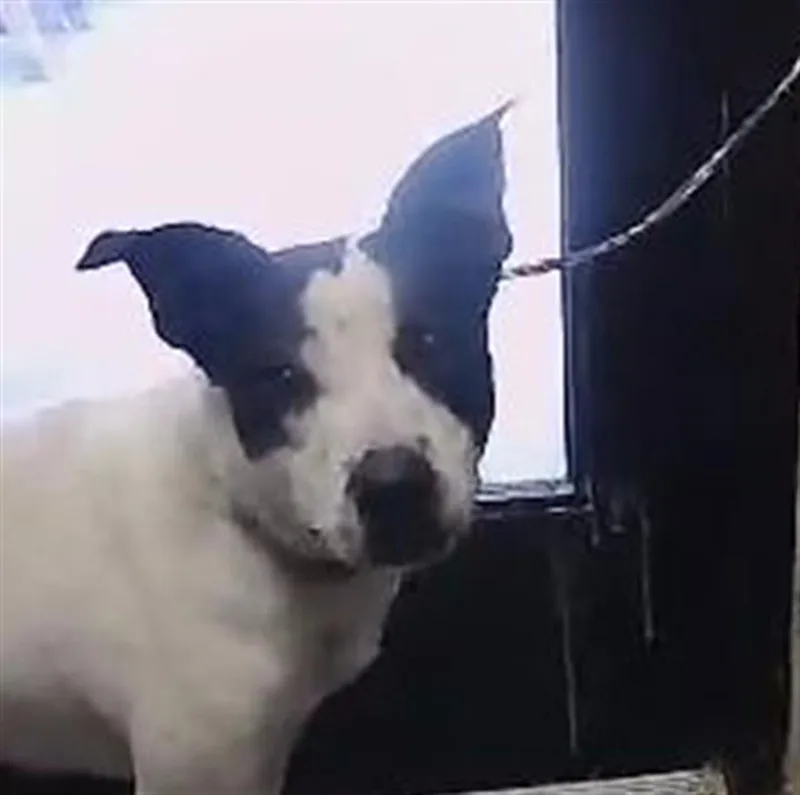 A young medium-sized female Pit Bull Terrier dog named Ruby for adoption in Tulsa, OK