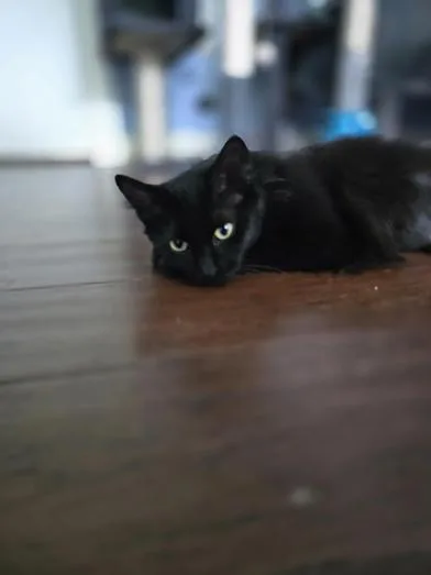 Sammy thumbnail 4