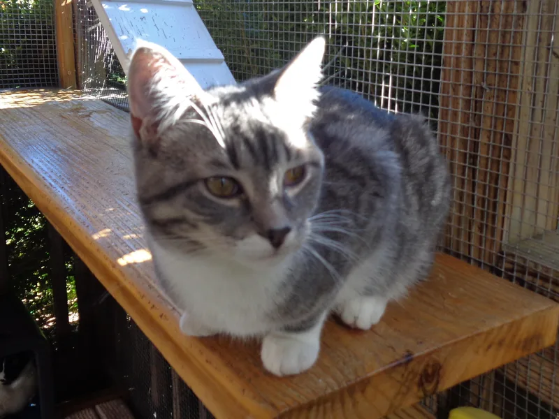 A baby small-sized male Tiger cat named Patch for adoption in Delhi, NY