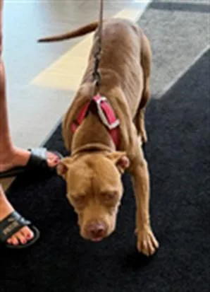 A young medium-sized female Pit Bull Terrier dog named Bonafide for adoption in Toledo, OH