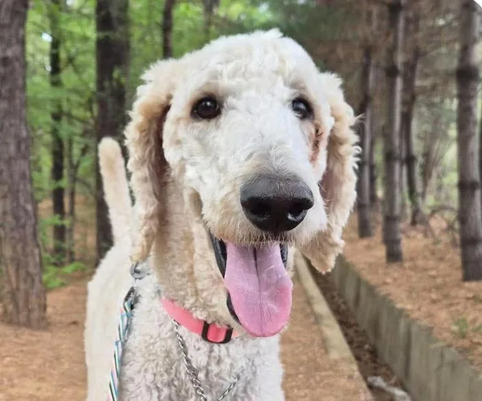 An adult medium-sized male Standard Poodle dog named Sun for adoption in San Ramon, CA