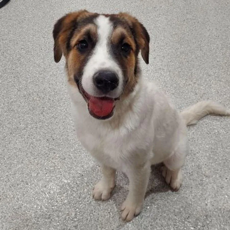A young medium-sized male Tricolor (Brown, Black, & White) Australian Cattle Dog / Blue Heeler dog named Patch for adoption in Lake Havasu City, AZ