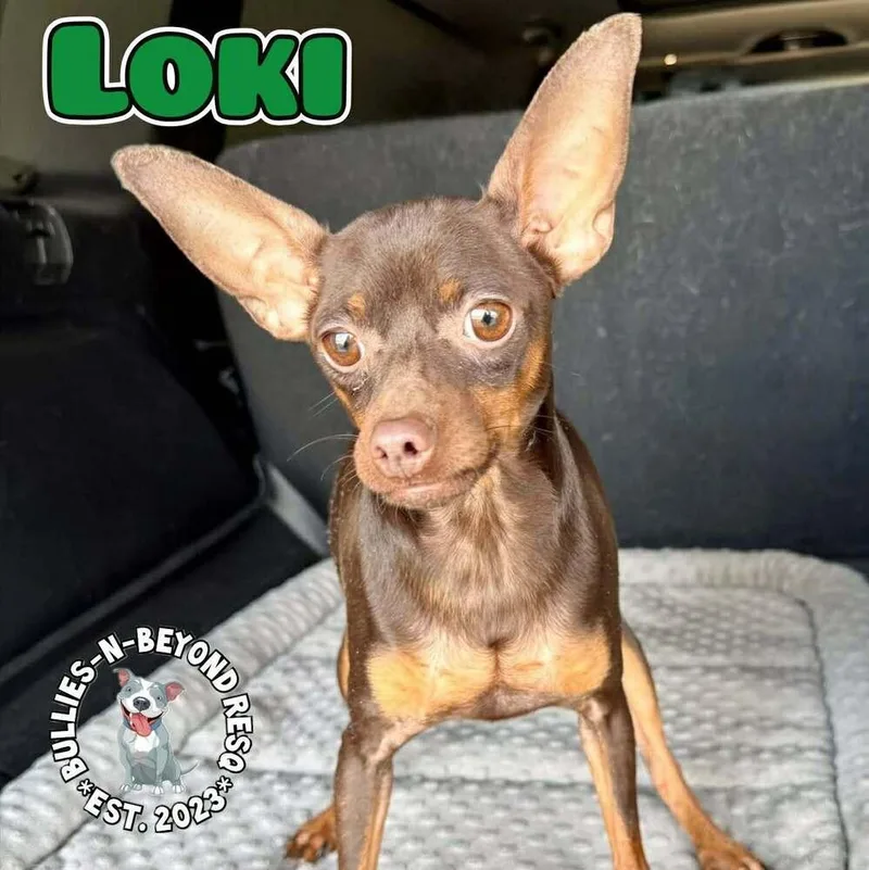 An adult small-sized male Tricolor (Brown, Black, & White) Miniature Pinscher dog named Loki for adoption in Omaha, NE