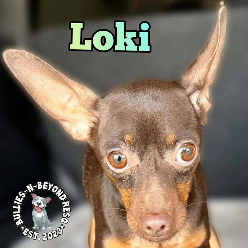 Loki thumbnail 3