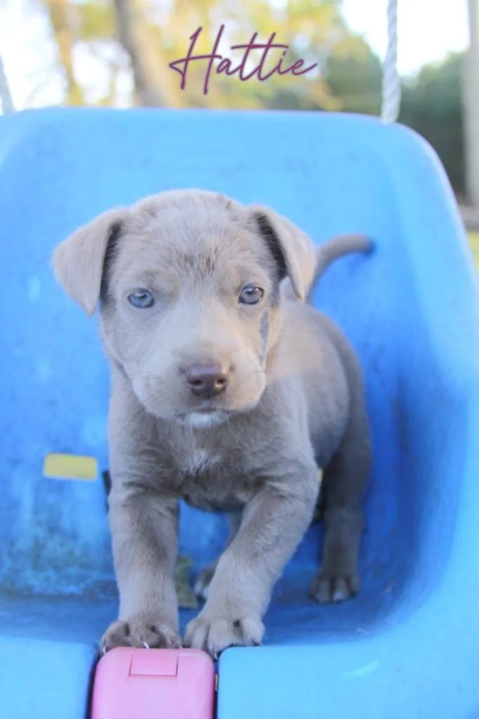 A baby medium-sized female Mixed Breed dog named Hatti for adoption in Fond Du Lac, WI