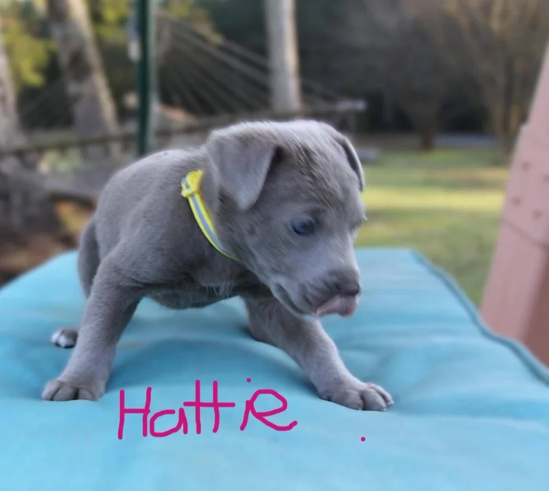 Hatti thumbnail 3