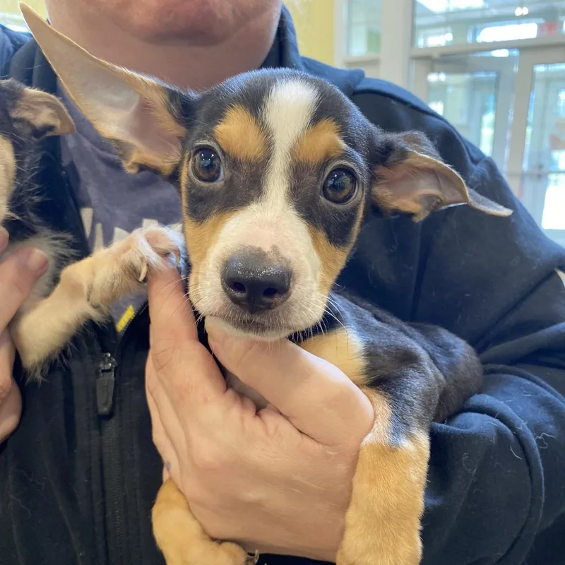 A baby small-sized female Terrier dog named Bliss for adoption in Lynchburg, VA