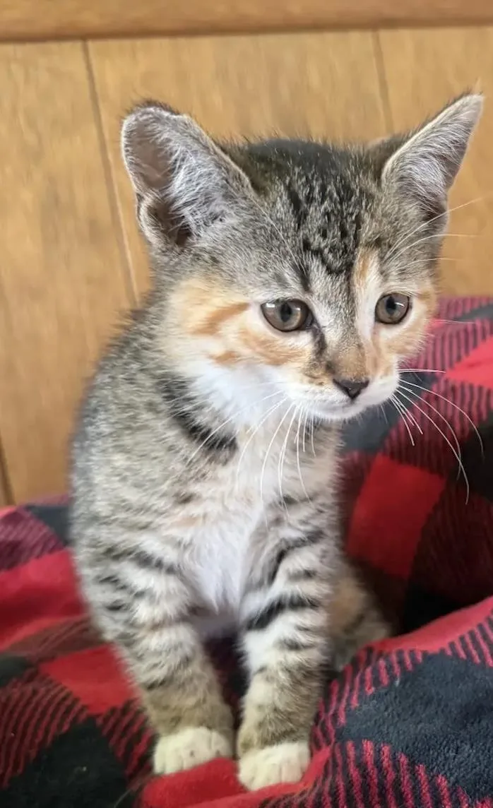A baby small-sized female Brown / Chocolate Domestic Short Hair cat named Sunflower for adoption in La Jolla, CA