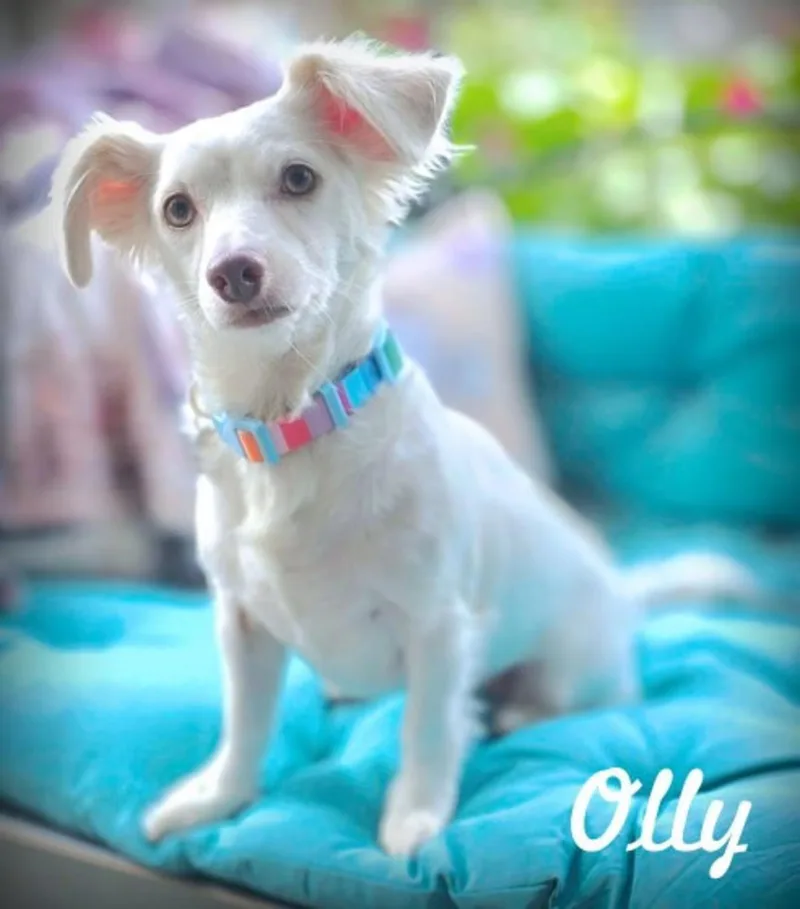 An adult small-sized female Dachshund (Long Haired) dog named Olly for adoption in Norco, CA