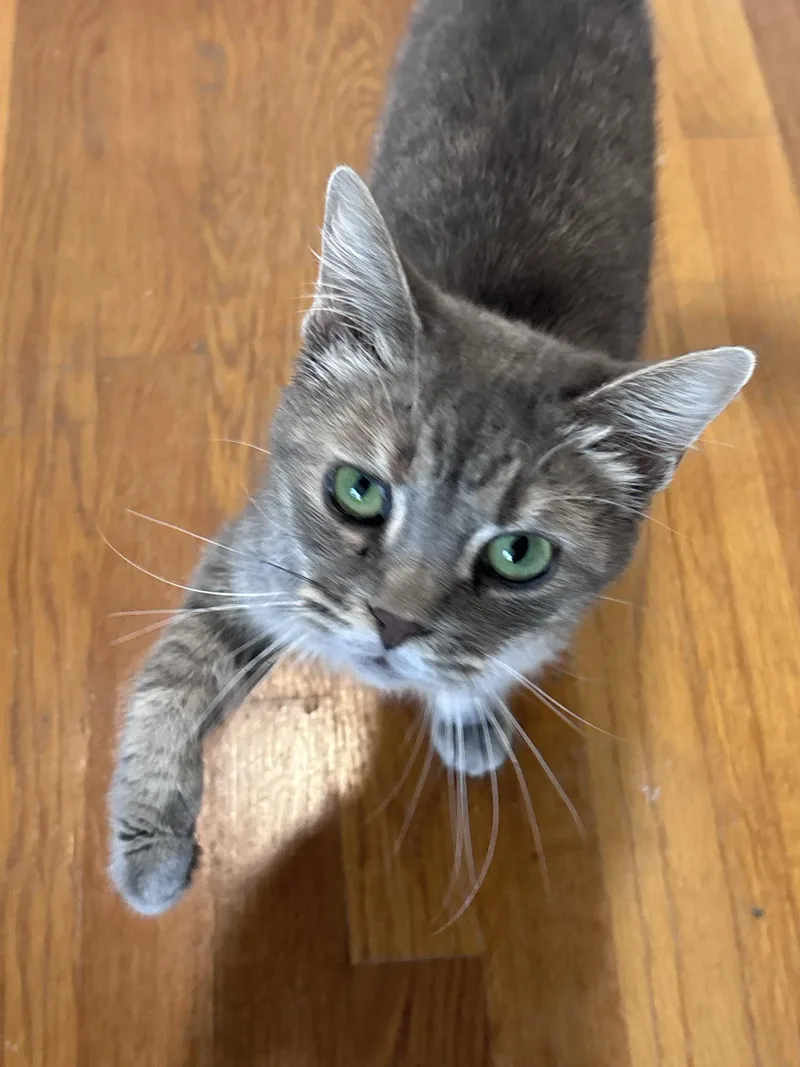 A young medium-sized female Tabby (Gray / Blue / Silver) Tabby cat named Hope for adoption in Greensburg, PA