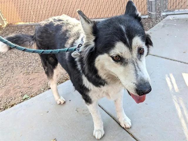 An adult large-sized female Siberian Husky dog named Tawny for adoption in Mesa, AZ