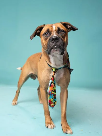 An adult large-sized male Mixed Breed dog named Duke for adoption in Atlanta, GA