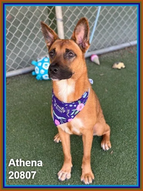 A young medium-sized female Tricolor (Brown, Black, & White) Belgian Shepherd / Malinois dog named Athena for adoption in Marietta, GA