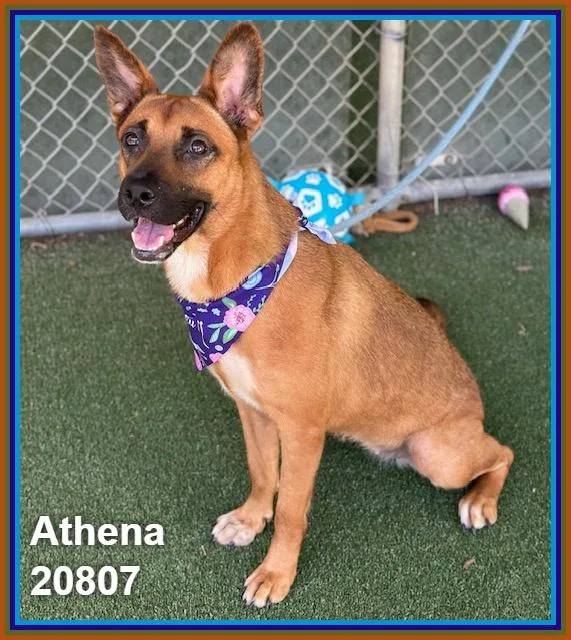 Athena thumbnail 2