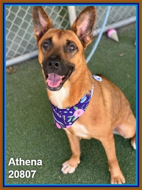 Athena thumbnail 3