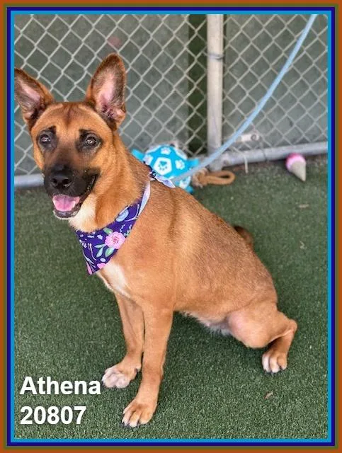 Athena thumbnail 4