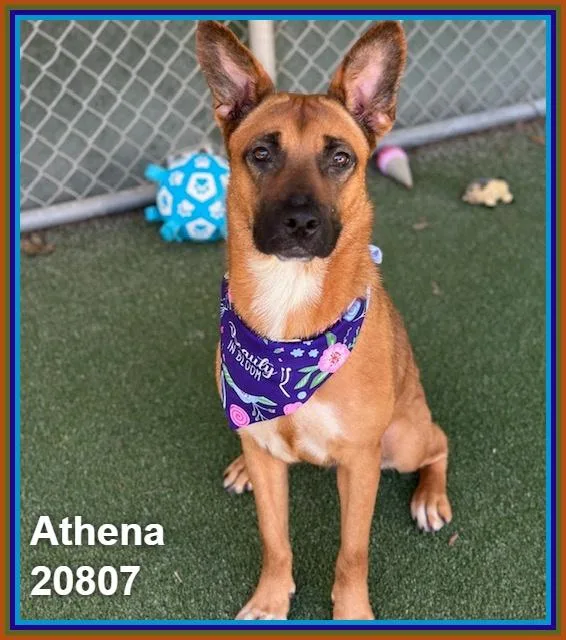 Athena thumbnail 5